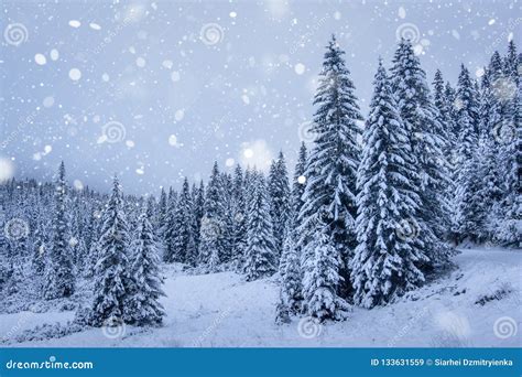 Snowfall in winter forest stock image. Image of white - 133631559