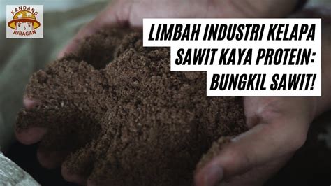 BUNGKIL SAWIT: LIMBAH INDUSTRI KELAPA SAWIT KAYA PROTEIN | UNTUK PAKAN ...