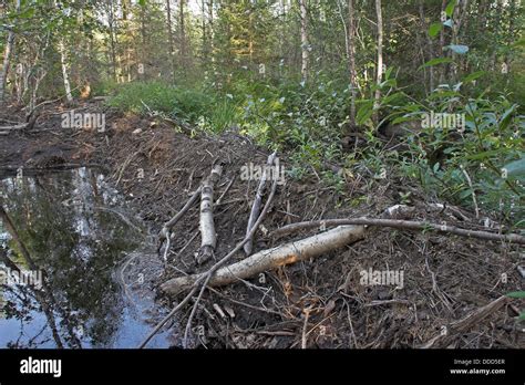 European beaver, dam, barrage, Europäischer Biber, Biberdamm, Damm ...