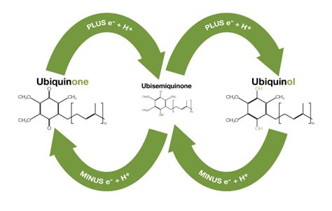 Getting to know ubiquinol | FX Medicine