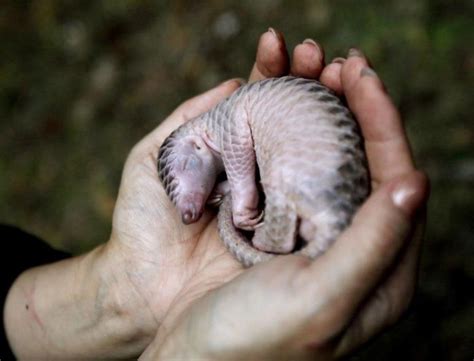 Record haul of pangolin scales seized in Malaysia - Nexus Newsfeed