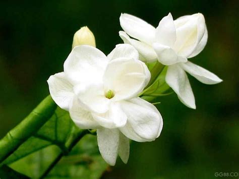 Jasmine flowers species | Jasmine flowers some unique features ...