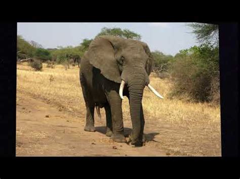 Elephant Sound Effect Trumpet - YouTube