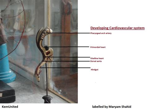 Embryology Models 2nd Year (labelled)