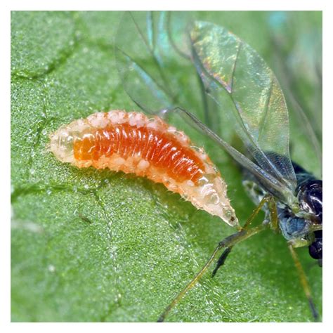 Aphid Predator, Aphidoletes aphidimyza