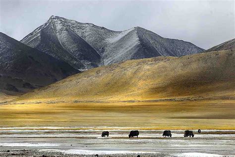 Ladakh Winter Photography Tour – Frozen Magic - Travelshooters