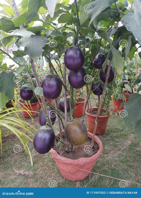 Brinjal Plant is Overloaded in Brinjals Stock Image - Image of bonsai ...