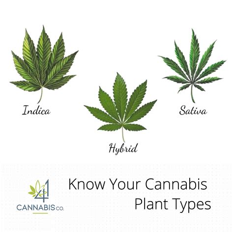 Know Your Cannabis Plant Types