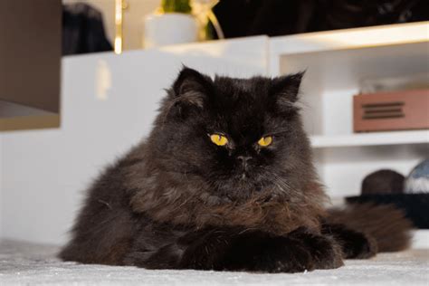 The Black Persian Cat: A Comprehensive Guide • Kritter Kommunity