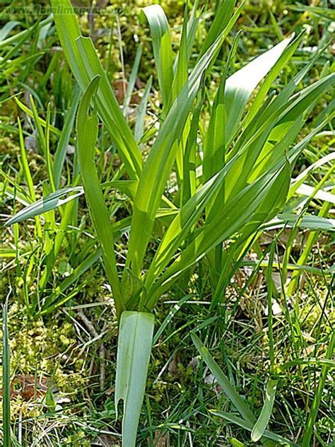 Colchicum autumnale (autumn-crocus): Go Botany