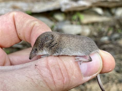 #WildlifeLove: Why the Tiny Shrew Will Blow Your Mind - Scenic Hudson