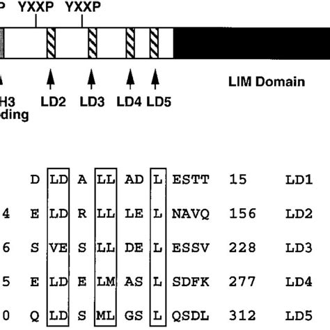 The structure of LD repeats. A schematic of human paxillin structure is ...