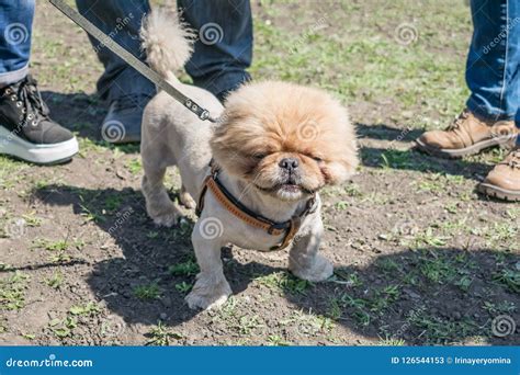 Cute And Funny Brown Grooming Pekingese Dog In Green Grass Backg Stock ...