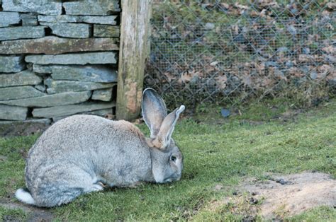 Flemish Giant Rabbit - Breed Guide & Top Facts