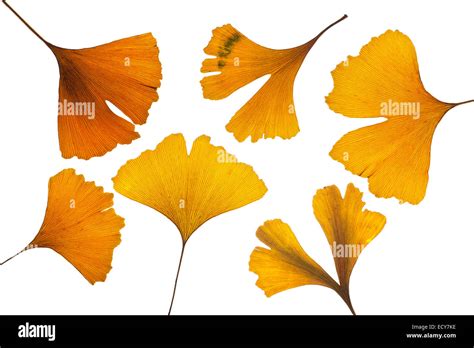 Yellow Ginkgo leaves (Ginkgo biloba Stock Photo - Alamy