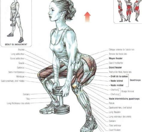 Dumbbell squat | Músculo