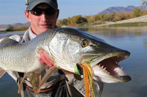 Tiger Musky Teeth - Lake Ontario Outdoors