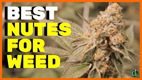 What Nutrients to Use For Cannabis Plants - Cannabis Lifestyle TV