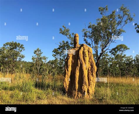 Mound-building termites in the Northern Territory of Australia Stock ...