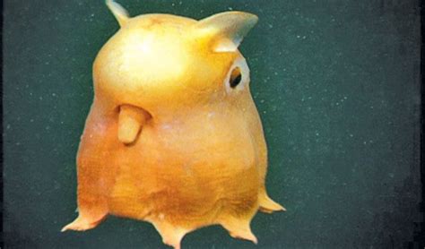 The Rare Dumbo Octopus, Grimpoteuthis - Owlcation