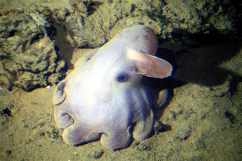 Dumbo Octopus Facts | Anatomy, Diet, Habitat, Behavior - Animals Time