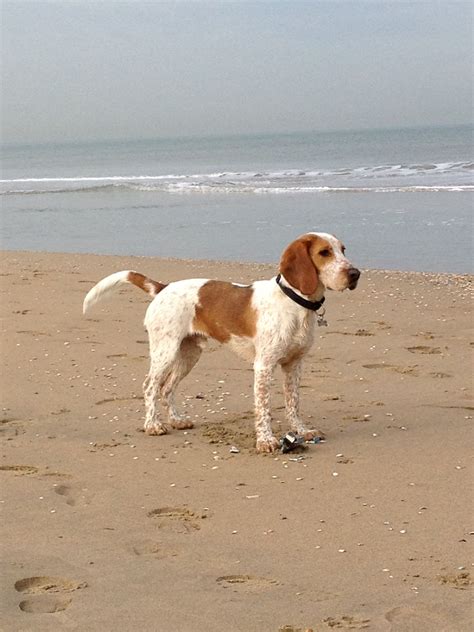 beagle x engelse cocker spaniel mix | Dieren, Honden