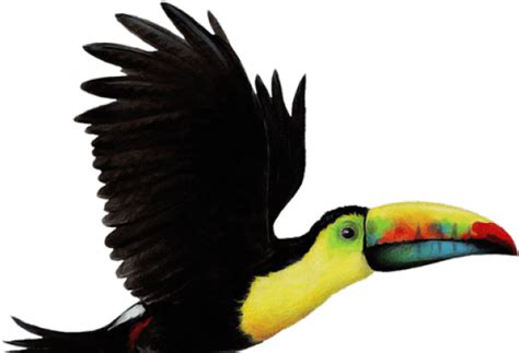 Toucan Clipart Flying - Toucan Bird Png - Free Transparent PNG Download ...