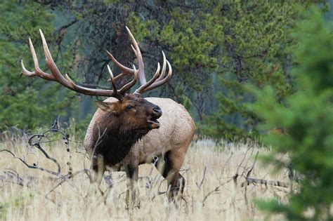 Bull Elk Bugling | ubicaciondepersonas.cdmx.gob.mx