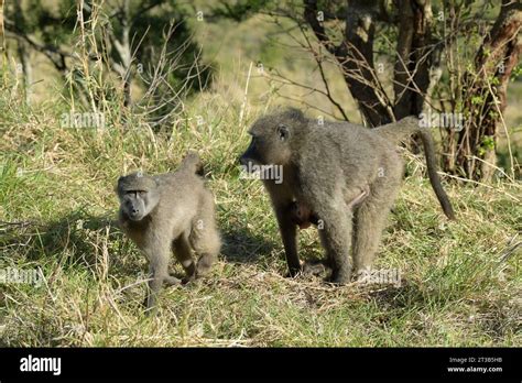 Two animals walking, Chacma Baboon in natural habitat, Papio ursinus ...