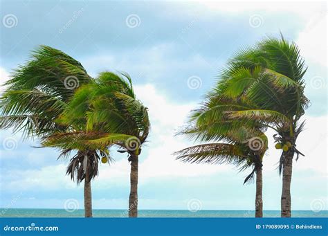 Hurricane Winds Palm Trees