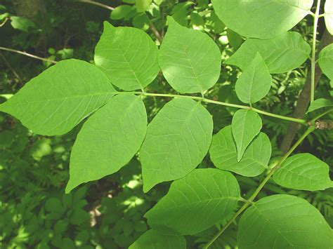 Fraxinus americana (white ash): Go Botany