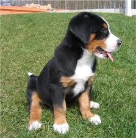 Appenzeller Mountain Dog - Pet Your Dog