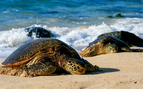 Why Are Sea Turtles Important to the Ecosystem? | Greentumble