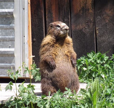 Yellow-bellied marmot [IMAGE] | EurekAlert! Science News Releases