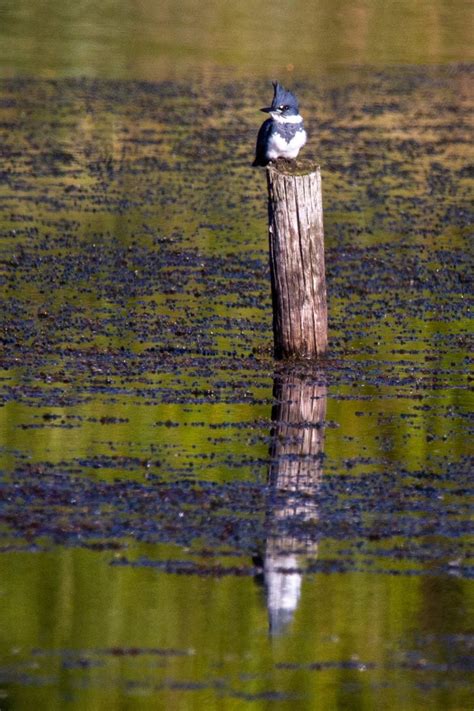 Kingfisher Symbolism & Meaning (+Totem, Spirit, & Omens) | World Birds