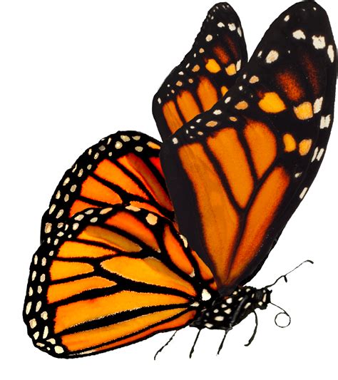 Download Largest Collection Of Free To Edit Monarch Butterflies ...