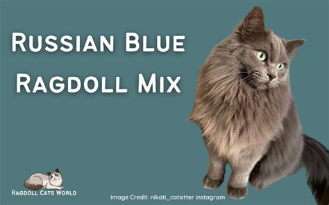 Russian Blue Ragdoll Mix