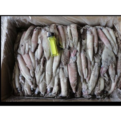 unwashed Loligo Squid 9.6kg