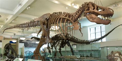 Study finds insufficient evidence to reclassify T. rex | AMNH