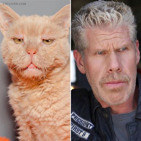 Cats And Dogs That Look Like Ron Perlman - CamTrader