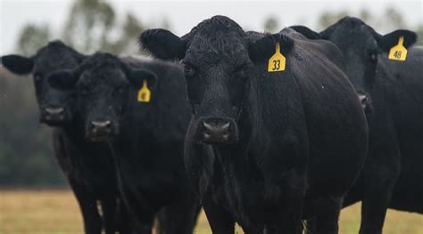 American Angus Association moves forward in 2020 | Morning Ag Clips