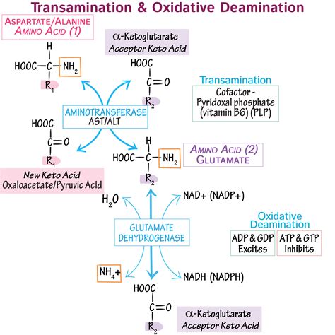 Biochemistry Glossary: Transamination & Oxidative Deamination | Draw It ...