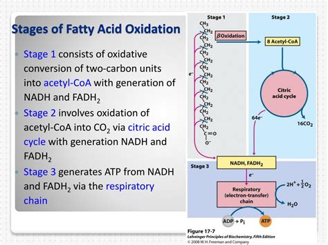 PPT - FATTY ACID OXIDATION PowerPoint Presentation, free download - ID ...