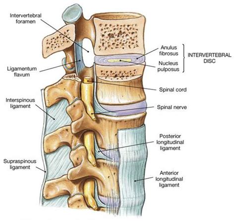 Biology: Intervertebral disc