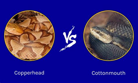 Copperhead Vs Cottonmouth Snake