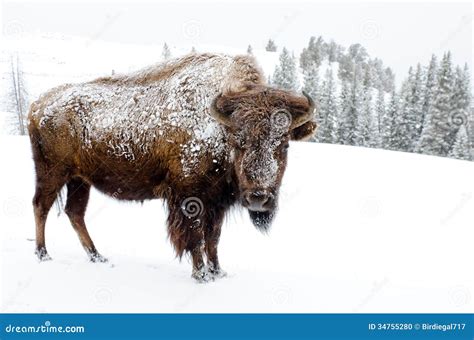 Bison Covered In Snow, Yellowstone National Park Stock Photo - Image ...