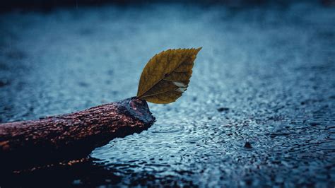 leaf, rain, sad, 4k HD Wallpaper