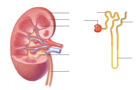 Nephron Diagram Labeled In The Kidney