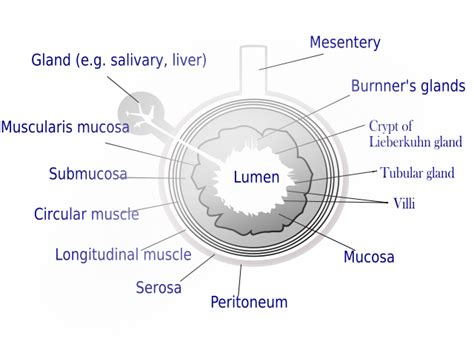 Lumen (anatomy) - wikidoc