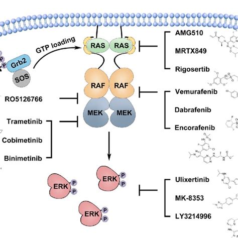 (PDF) The MAPK and AMPK signalings: Interplay and implication in ...